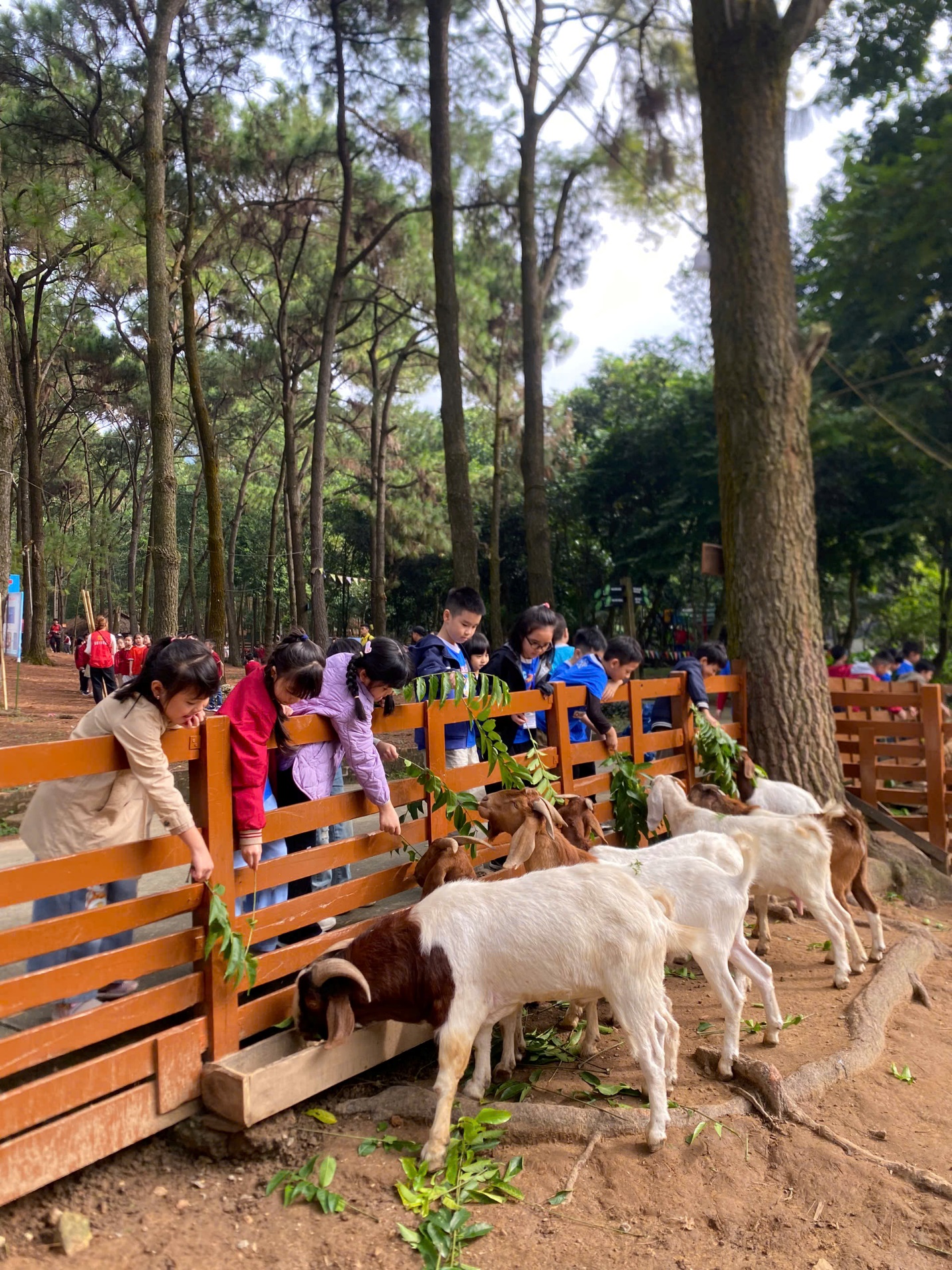 A group of people feeding goats

AI-generated content may be incorrect.